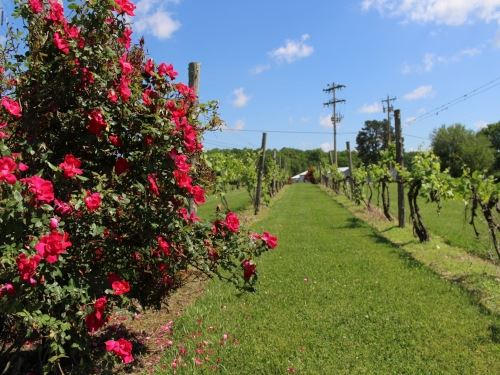 Beans Creek Winery